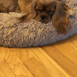 Cavalier King Charles Spaniel Puppies from Cavalier Kisses