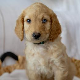 Mr. Shamrock - Apricot male Goldendoodle puppy in Gotha, Florida from Perlune Farms