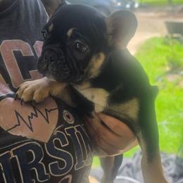 MJ - Tricolors male French Bulldog puppy in Alexander City, Alabama from Lake Martin Fancy Frenchies