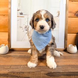 Cosmos - Blue merle male Aussiedoodle puppy in Chattanooga, Tennessee from Remedy Ranch Aussiedoodles