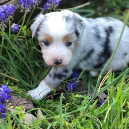 Miniature Australian Shepherd Puppies from Stonewall Aussies