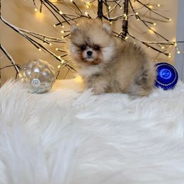Gabby - Orange female Pomeranian puppy in Millstone Township, New Jersey from Couture_frenchies_and_pomeranian