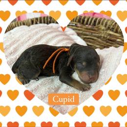 Cupid - Phantom male Poodle puppy in Conway, Arkansas from Arkansas River Poodles