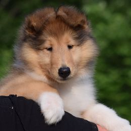Girl 1 - Sable and white female Collie puppy in North Carolina from Sunway Kennels