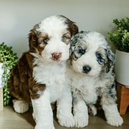 Aussiedoodles, Bernedoodles, Goldendoodles, and Poodles from K Brand Doodles