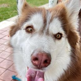 Hazel - Siberian Husky
