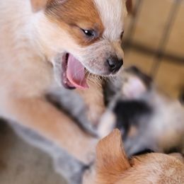 Australian Cattle Dog Puppies from Miller Australian Cattle Dogs