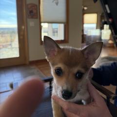 Riva - Reddish brown female Norwegian Lundehund puppy in Franktown, Colorado from Sakari Kennels