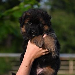 Ruby - Black and red female German Shepherd puppy in Azle, Texas from Alsup German Shepherds