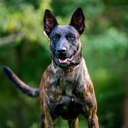 Ira - Black brindle male Dutch Shepherd puppy in Alum Creek, West Virginia from Stay Wild K9