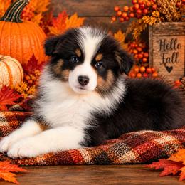 Tino - Black tri-color male Australian Shepherd puppy in Fultonville, New York from Sandy Aussies, Mini Dachshunds & Pomeranians