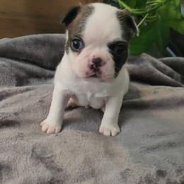 Green collar - Brindle and white male Boston Terrier puppy in Shreveport, Louisiana from Cristi's Port Bostons