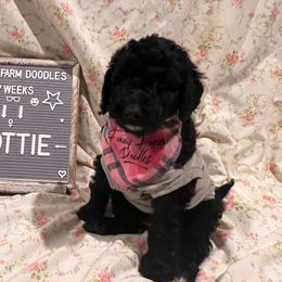 Goldendoodle and Poodle Puppies from Funny Farm Doodles