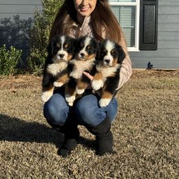 Bernese Mountain Dog Puppies from Faith’s Bernese