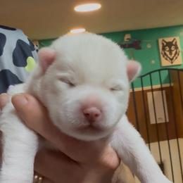 Ghost - White male Pomsky puppy in Spring Hill, Florida from PDQ Pomskies
