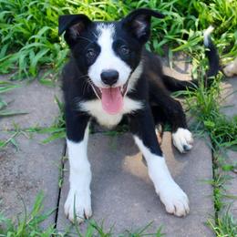 Bones - Black and white male Border Collie puppy in Kountze, Texas from Bridges Border Collies