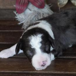 Boy 1 - Blue merle male Aussiedoodle puppy in Lawton, Oklahoma from Lindsey’s Aussies