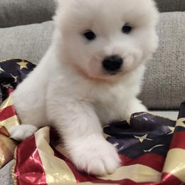 Gloria (Royal collar) - White female Samoyed puppy in Morgan, Utah from Carriage Court Kennels