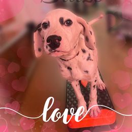 Blaze - White and black Dalmatian puppy in Clinton, Missouri from Dalmatia BnB