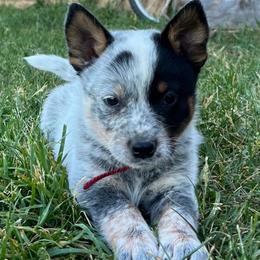 Boy 4 - Blue male Australian Cattle Dog puppy in Irvington, Kentucky from Dry Valley’s Australian Cattle Dogs