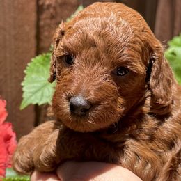 Poodles from Toy.poodlesss