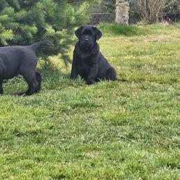 Light Blue Collar - Black female Labrador Retriever puppy in Yelm, Washington from Prince Labradors