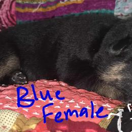 Blue female - Black and tan female German Shepherd puppy in Ann Arbor, Michigan from Von Der Havier German Shepherds