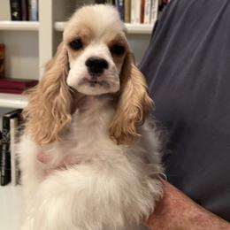 Cocker Spaniel Puppies from Dovecreek Cockers