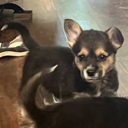 Boy 2 - male Pembroke Welsh Corgi puppy in Muncie, Indiana from Optimistic Corgis