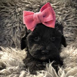 Layla - Black female Cockapoo puppy in Tampa, Florida from Designer Puppy Boutique