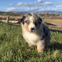 George - Blue merle male Australian Shepherd puppy in John Day, Oregon from DeVos Australian Shepherds