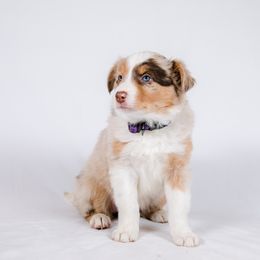 Border Collie Puppies from Snow Pine Ranch