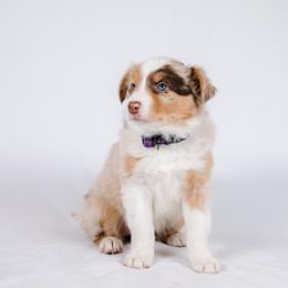 Border Collie Puppies from Snow Pine Ranch