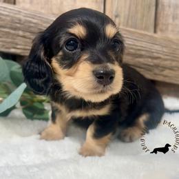 Black and Cream female - Black and cream female Dachshund puppy in Nampa, Idaho from Long_and_Low_Dachshunds