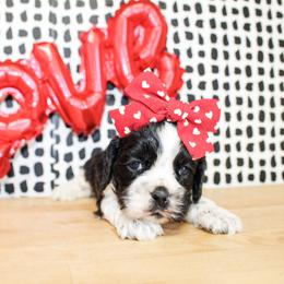 Molly - Black and white female Cocker Spaniel puppy in Rattan, Oklahoma from Double M Cocker Spaniels