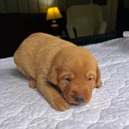 Dark pink - Yellow female Labrador Retriever puppy in Monticello, Georgia from Hollow Meadows Retrievers