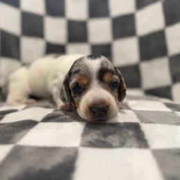 Poseidon - Piebald male Dachshund puppy in Wesley Chapel, Florida from Russell Lee Overton