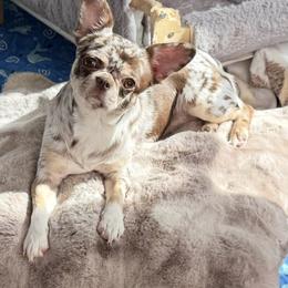 Pippy - Chihuahua