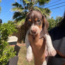Chocolate Pie - Piebald male Dachshund puppy in Yuba City, California from The Navarro Furbabies