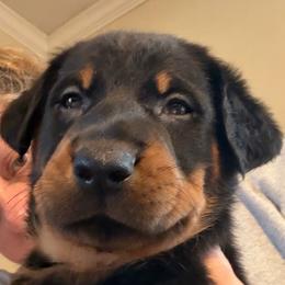 White Collar - Black and rust male Beauceron puppy in Floyd’s Knobs, Indiana from Birdwing Beaucerons