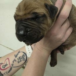 Dark yellow collar male - Red male Boerboel puppy in Rockford, Illinois from Adoraboerboels
