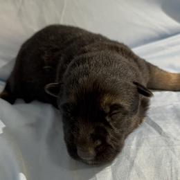 Orange - Black and tan female German Shepherd puppy in La Follette, Tennessee from Moore German Shepherds