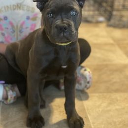 Girl 3 - Cane Corso puppy from Midwest Cane Corso in Action