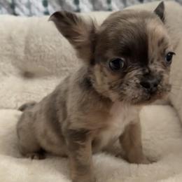 Kali - Blue female French Bulldog puppy in Warm Springs, Arkansas from Seven Hills Arkansas
