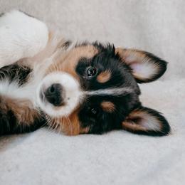 Chesapeake(Chessie) - Black tri-color female Australian Shepherd puppy in Aberdeen, North Carolina from Huckleberry Hill Aussies LLC.