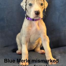Great Dane Puppies from Mathias Danes