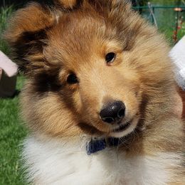 Shetland Sheepdog Puppies from Sheri Harris