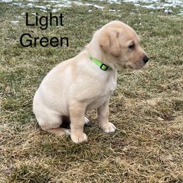 Labrador Retriever Puppies from Dutson Labs