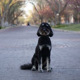 Fritzy - Goldendoodle