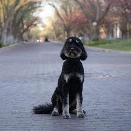 Fritzy - Goldendoodle